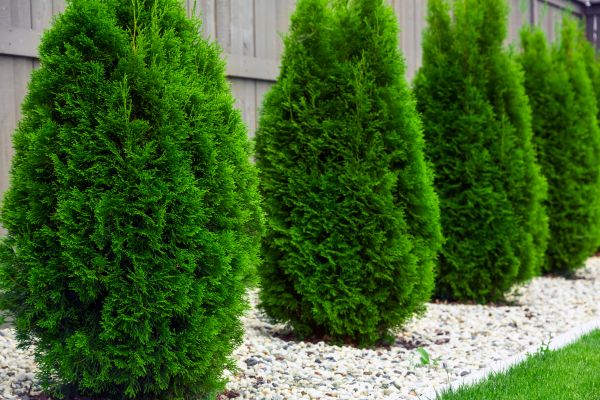 Arborvitae Planting in Lady Lake