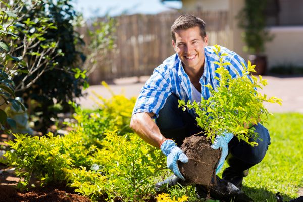 Bush Planting Service in Lady Lake