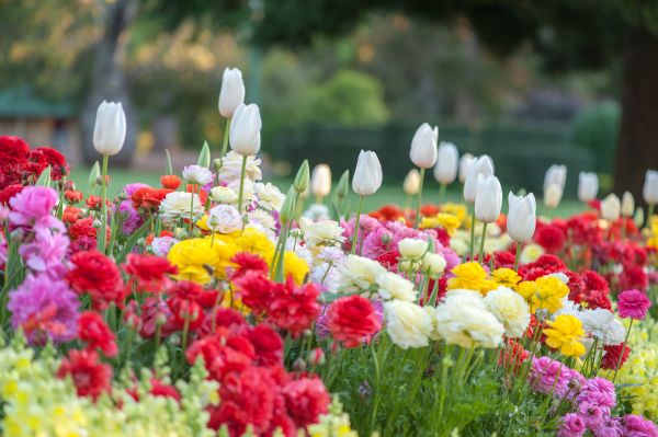 Gardening Service in Lady Lake