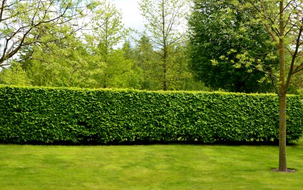 Hedge Planting in Lady Lake