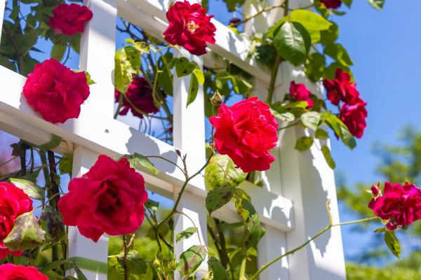 Home Gardening Service in Lady Lake
