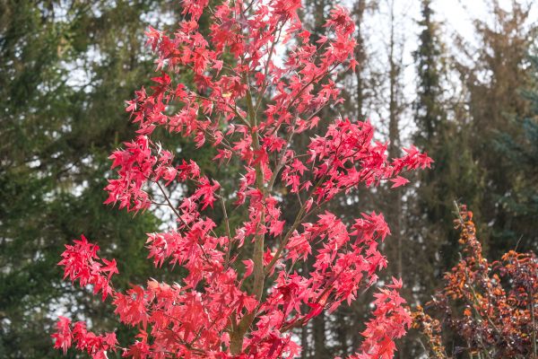 Japanese Maple Planting in Lady Lake