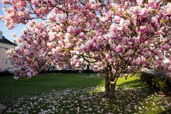 Magnolia Tree Planting in Lady Lake