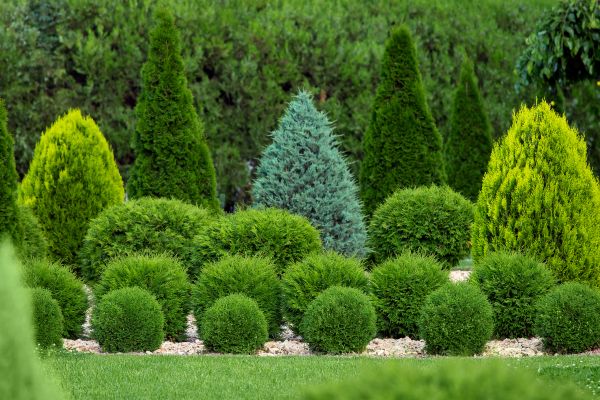 Shrub Replacement in Lady Lake