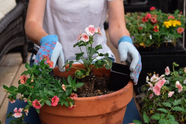 Plant Care Service in Lady Lake