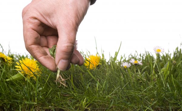 Lawn Weeding in Lady Lake