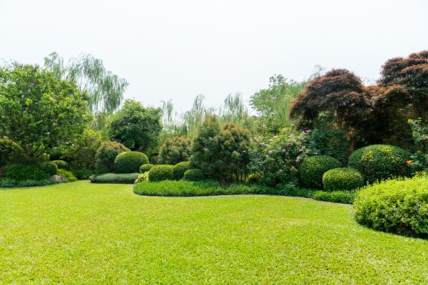 Tree Landscaping in Lady Lake
