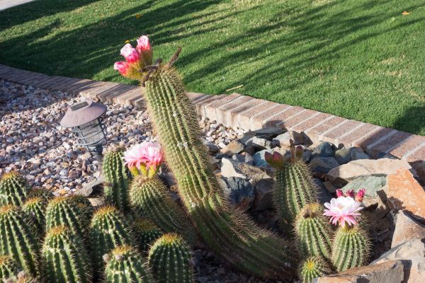 Desert Landscaping in Lady Lake