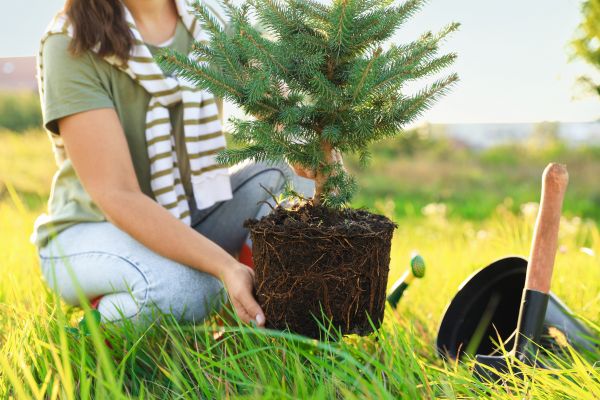 Spruce Tree Planting in Lady Lake