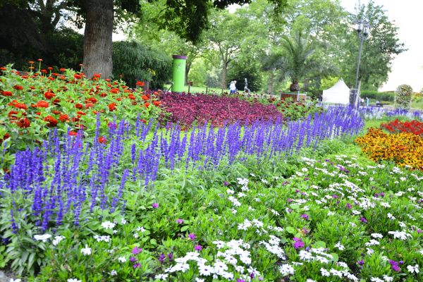 Perennials Planting in Lady Lake