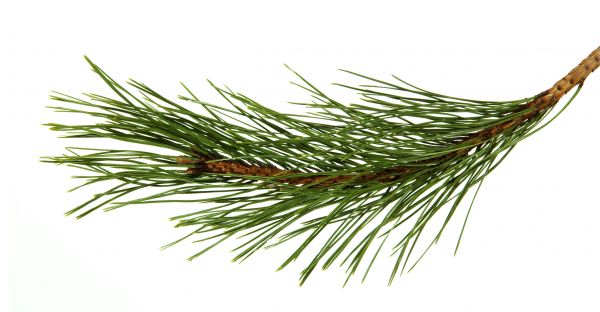 Pine Needles Installation in Lady Lake