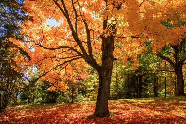 Maple Tree Planting in Lady Lake