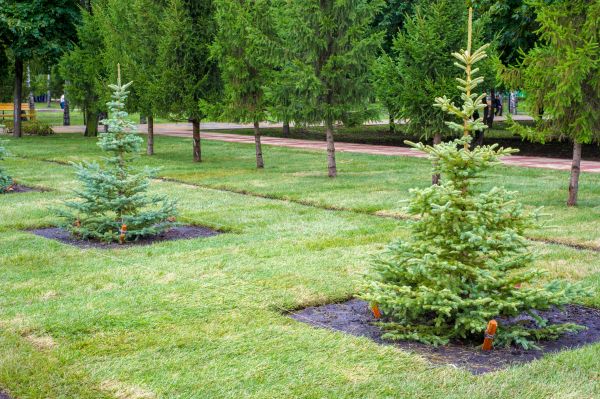 Privacy Trees Planting in Lady Lake