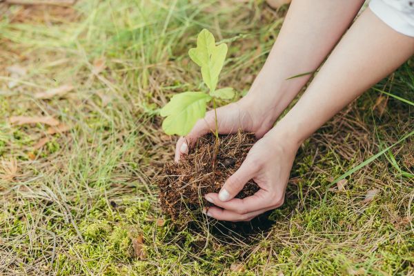 Oak Tree Planting in Lady Lake