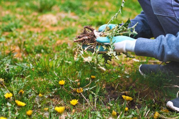 Flower Bed Clearing in Lady Lake