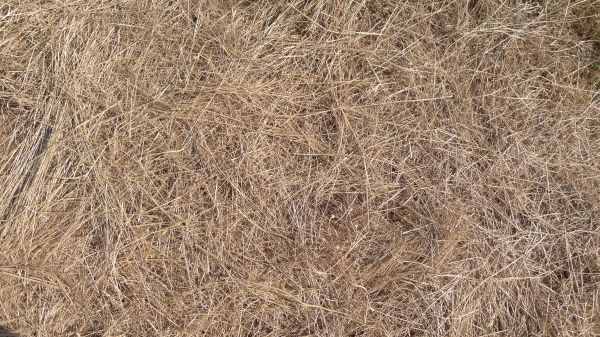 Pine Straw Replacement in Lady Lake