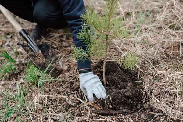 Pine Tree Planting in Lady Lake