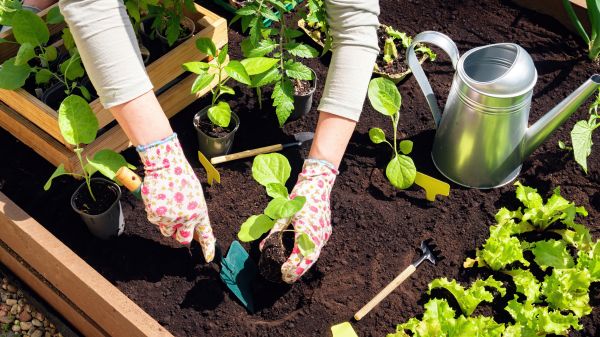 Garden Bed Installation in Lady Lake