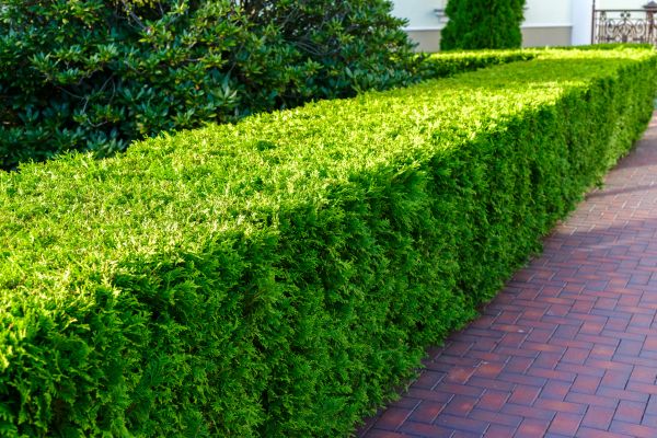 Hedge Installation in Lady Lake