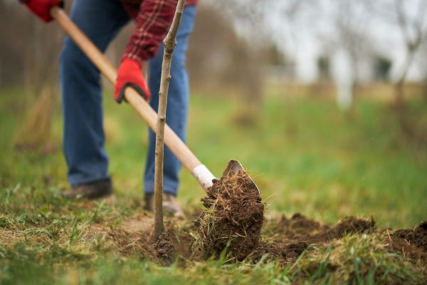 Trees Planting in Lady Lake