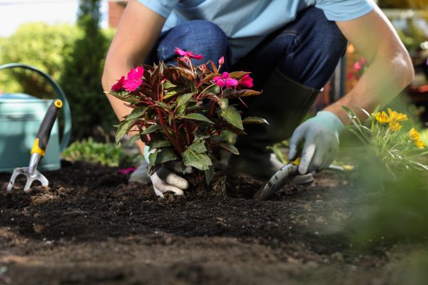 Plant Replacement in Lady Lake