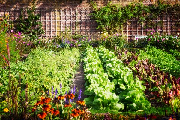 Garden Planting Service in Lady Lake