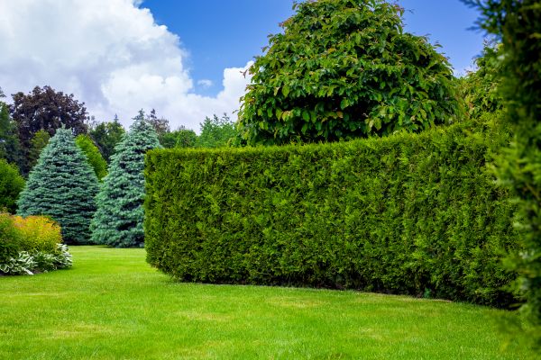 Hedge Landscaping in Lady Lake
