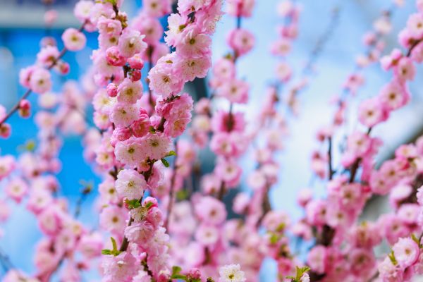 Japanese Cherry Tree Planting in Lady Lake
