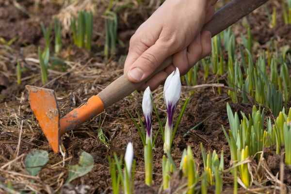 Flower Garden Weeding in Lady Lake