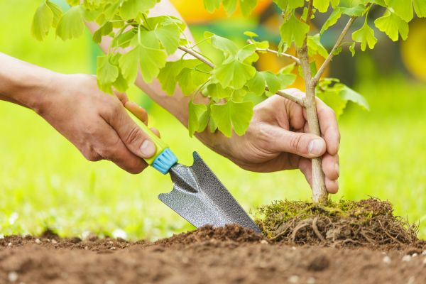 Fruit Tree Planting in Lady Lake