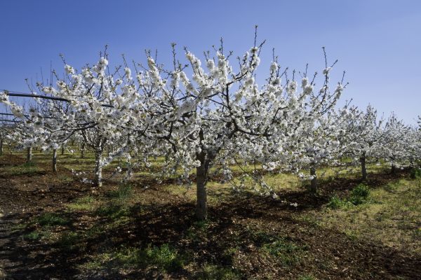 Orchard Planting in Lady Lake