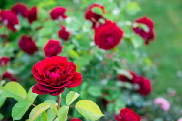 Rose Planting in Lady Lake