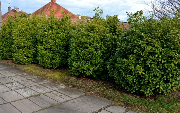 Privacy Shrub Installation in Lady Lake
