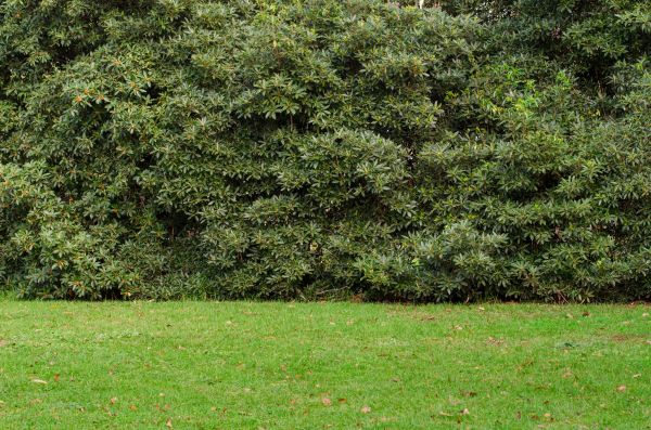 Privacy Hedge Planting in Lady Lake