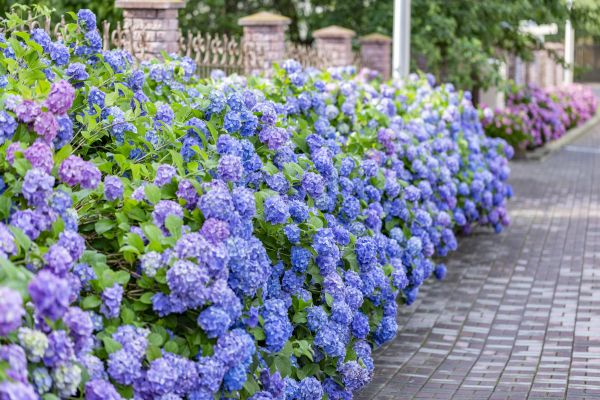 Hydrangea Landscaping in Lady Lake