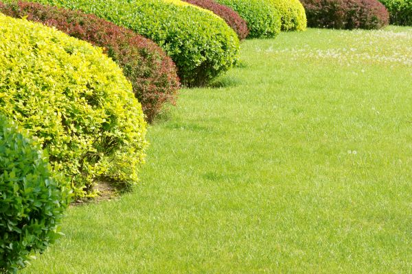 Shrubbery Planting in Lady Lake
