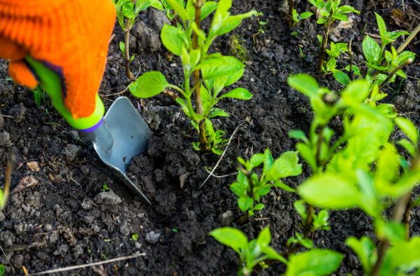 Hydrangea Planting in Lady Lake