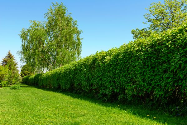 Hedge Replacement in Lady Lake