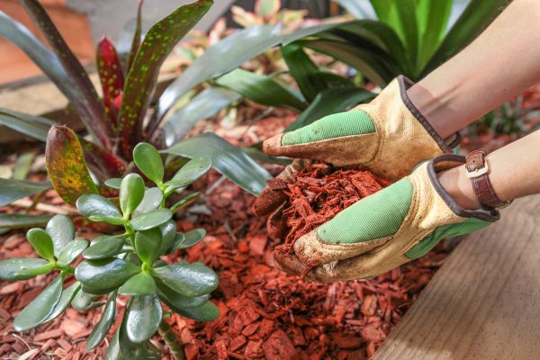 Cedar Mulch Installation in Lady Lake