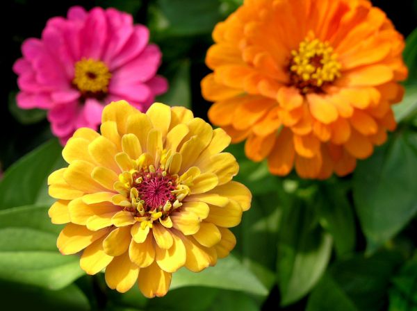 Zinnia Planting in Lady Lake