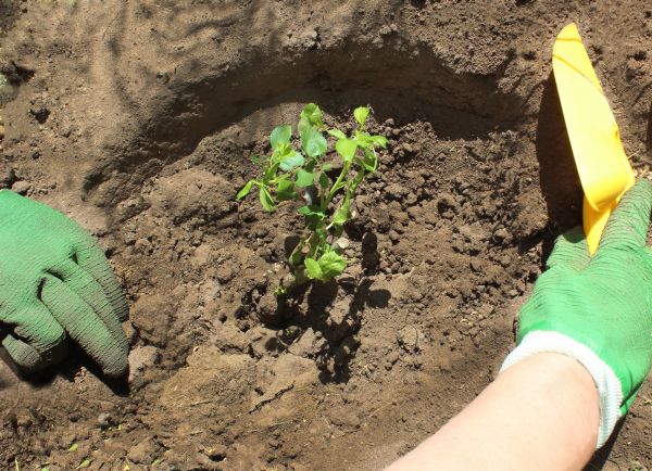 Rose Bush Planting in Lady Lake