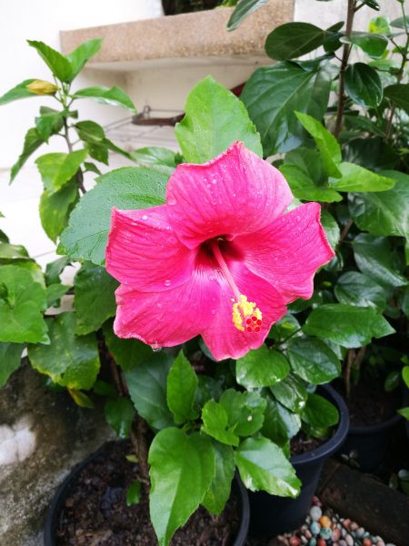Hibiscus Planting in Lady Lake