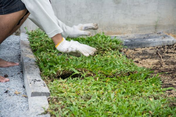 Ground Cover Planting in Lady Lake