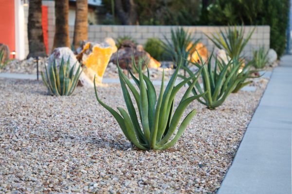 Drought Resistant Landscaping in Lady Lake