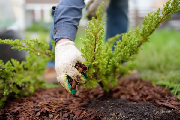 Church Mulching in Lady Lake