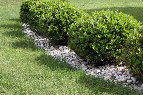 Boxwood Planting in Lady Lake