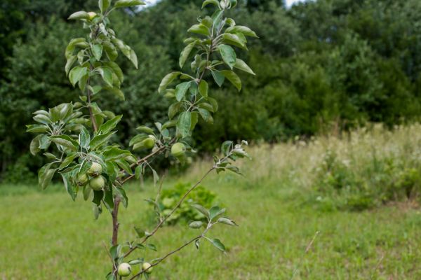 Apple Tree Planting in Lady Lake